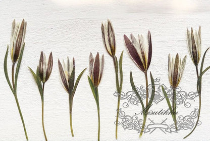 20 PCS Set (6-9CM) Pressed Flower Stems, Pressed Dried Flower with stems, Preserved Real Pressed Flower Stems, Flat Dry Brown flower Stems