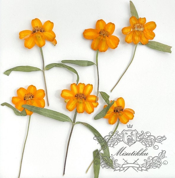 20 PCS Set (4-6CM) Pressed Dried Flower, Real Daisy Flower Stems, Orange Dried Flower Stems, Pressed Orange Flowers, Preserved Flat Flowers