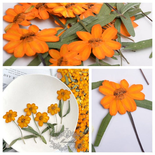 20 PCS Set (4-6CM) Pressed Dried Flower, Real Daisy Flower Stems, Orange Dried Flower Stems, Pressed Orange Flowers, Preserved Flat Flowers