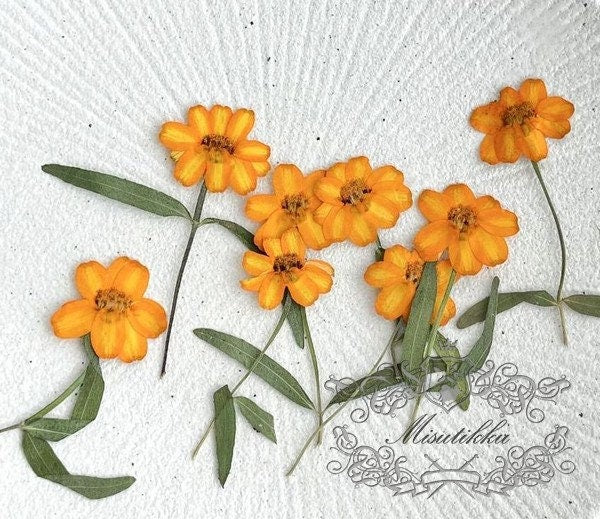 20 PCS Set (4-6CM) Pressed Dried Flower, Real Daisy Flower Stems, Orange Dried Flower Stems, Pressed Orange Flowers, Preserved Flat Flowers