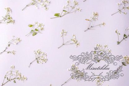 20 PCS Set (6-9CM) Pressed Dried Flower Stems, Pressed White Flower with stems, Preserved Flat Flower Stems, Pressed Real Dried flower Stems