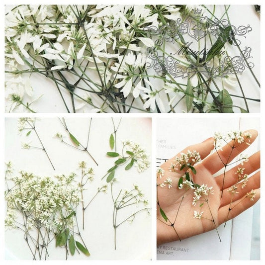 20 PCS Set (6-9CM) Pressed Dried Flower Stems, Pressed White Flower with stems, Preserved Flat Flower Stems, Pressed Real Dried flower Stems