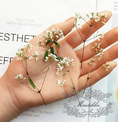 20 PCS Set (6-9CM) Pressed Dried Flower Stems, Pressed White Flower with stems, Preserved Flat Flower Stems, Pressed Real Dried flower Stems