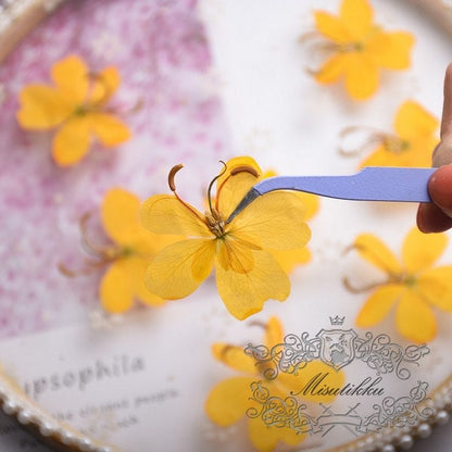 20 PCS Set (3-5CM) Pressed Dried Flowers, Butterfly Pressed Flowers, Preserved Real Flowers, Pressed Yellow Flower, Flat Yellow Dried Flower