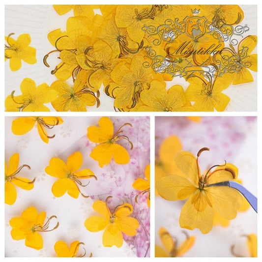 20 PCS Set (3-5CM) Pressed Dried Flowers, Butterfly Pressed Flowers, Preserved Real Flowers, Pressed Yellow Flower, Flat Yellow Dried Flower