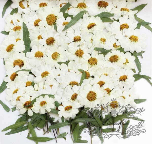 20 PCS Set (5-8CM) Pressed Dried Flower, Dried White Flower with stems, Dried Pressed Flower Stems, Real Pressed Ivory White Flat flowers