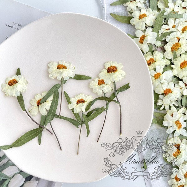 20 PCS Set (5-8CM) Pressed Dried Flower, Dried White Flower with stems, Dried Pressed Flower Stems, Real Pressed Ivory White Flat flowers