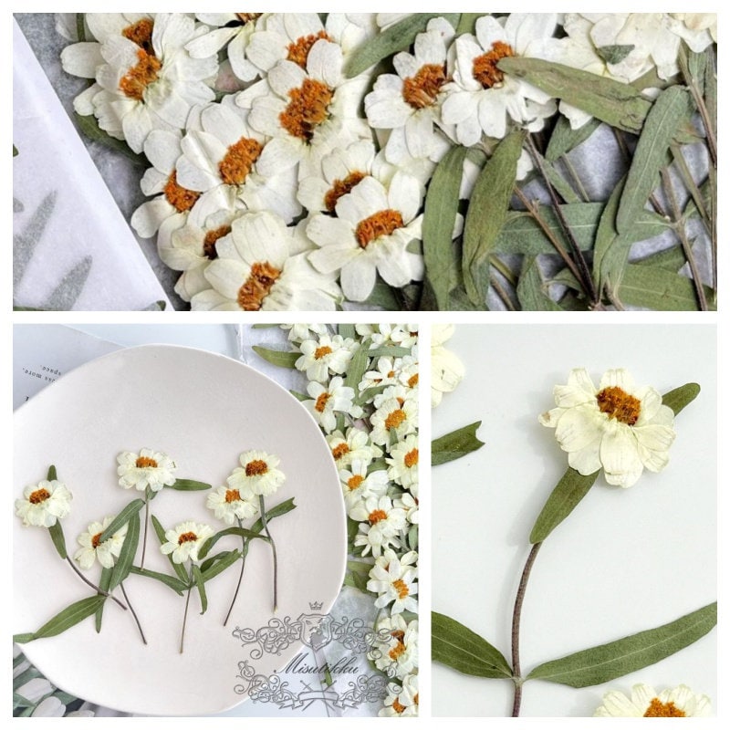 20 PCS Set (5-8CM) Pressed Dried Flower, Dried White Flower with stems, Dried Pressed Flower Stems, Real Pressed Ivory White Flat flowers