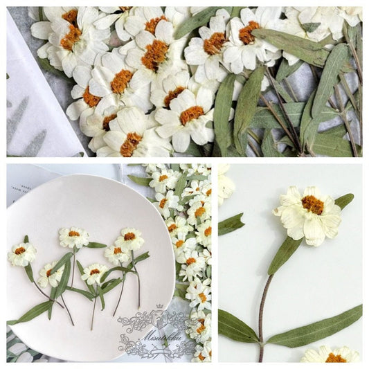 20 PCS Set (5-8CM) Pressed Dried Flower, Dried White Flower with stems, Dried Pressed Flower Stems, Real Pressed Ivory White Flat flowers