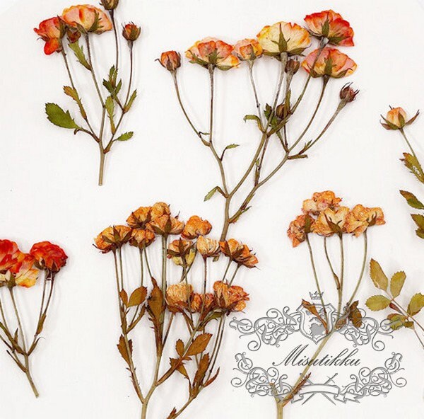 6 PCS/Set (5-7CM) Pressed Flower Orange Roses, Pressed Dried Flowers, Pressed Roses Flower, Real Rose Dried Flower, Preservation Flat Roses