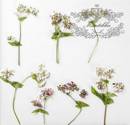 20 PCS Set (6-9CM) Pressed White Dried Flower, Real Dried Flower with stems, Pressed Dried Flower Stems, Preserved White Flat Dried flowers