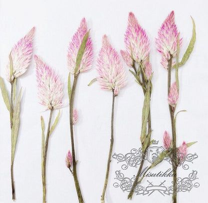 12 PCS Set (6-9CM) Dried Pressed Flower with Stems, Real Pressed Pink Flower, Pink Pressed Dried Flowers, Preserved Dried Flat Flowers