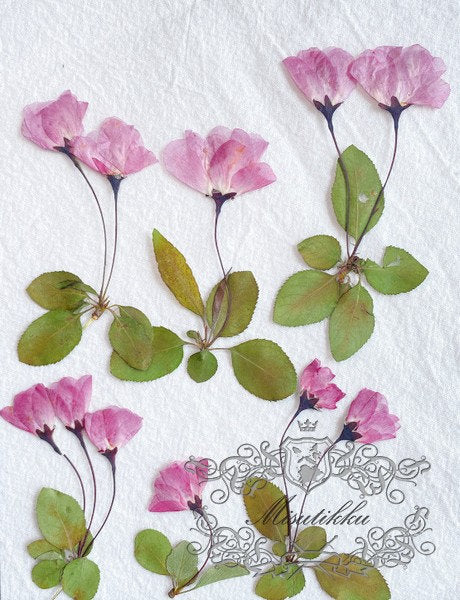 6 PCS Set (6-9CM) Pressed Cherry Blossom Flower, Dried Pressed Pink Sakura Flower with Stems, Pressed Dried Flowers, Pressed Real Flowers