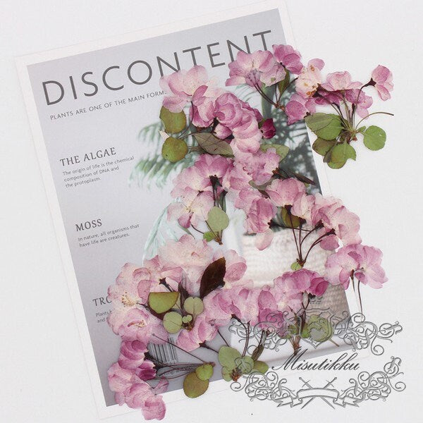 6 PCS Set (6-9CM) Pressed Cherry Blossom Flower, Dried Pressed Pink Sakura Flower with Stems, Pressed Dried Flowers, Pressed Real Flowers
