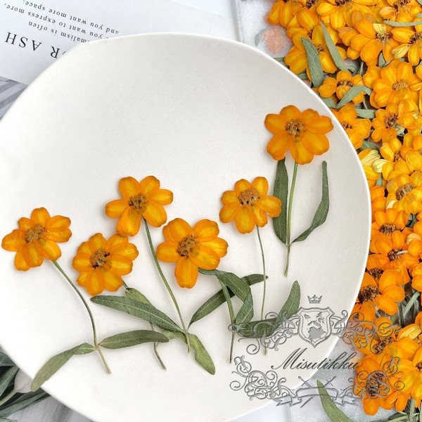 20 PCS Set (4-6CM) Pressed Dried Flower, Real Daisy Flower Stems, Orange Dried Flower Stems, Pressed Orange Flowers, Preserved Flat Flowers