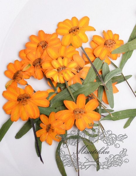 20 PCS Set (4-6CM) Pressed Dried Flower, Real Daisy Flower Stems, Orange Dried Flower Stems, Pressed Orange Flowers, Preserved Flat Flowers