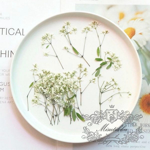 20 PCS Set (6-9CM) Pressed Dried Flower Stems, Pressed White Flower with stems, Preserved Flat Flower Stems, Pressed Real Dried flower Stems