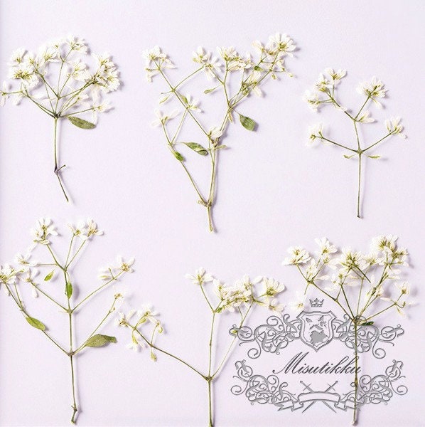 20 PCS Set (6-9CM) Pressed Dried Flower Stems, Pressed White Flower with stems, Preserved Flat Flower Stems, Pressed Real Dried flower Stems