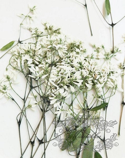 20 PCS Set (6-9CM) Pressed Dried Flower Stems, Pressed White Flower with stems, Preserved Flat Flower Stems, Pressed Real Dried flower Stems