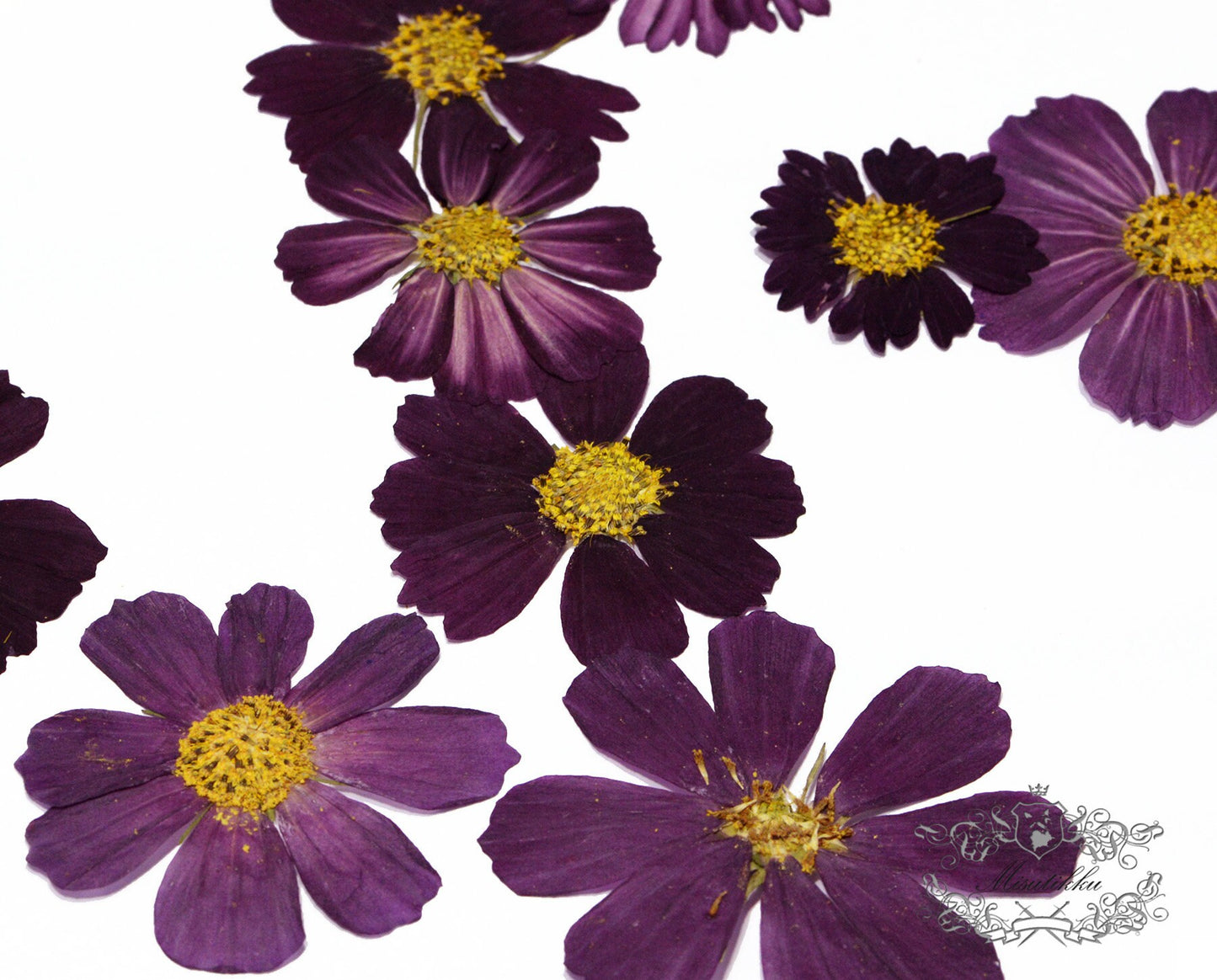 12 PCS Set (4-10CM) Pressed Dried Flower, Pressed Cosmos Dried Flowers, Pressed Flat Purple Dried Flowers, Preserved Dried Real Flowers