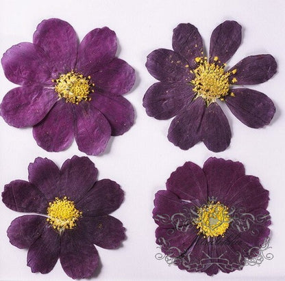 12 PCS Set (4-10CM) Pressed Dried Flower, Pressed Cosmos Dried Flowers, Pressed Flat Purple Dried Flowers, Preserved Dried Real Flowers