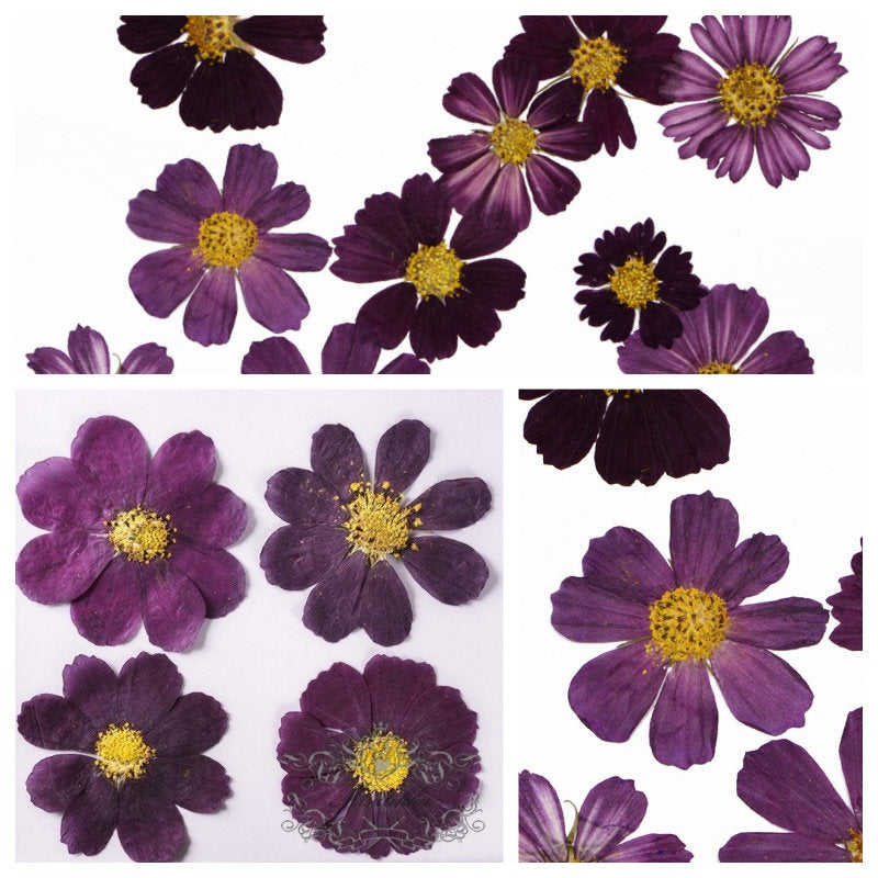 12 PCS Set (4-10CM) Pressed Dried Flower, Pressed Cosmos Dried Flowers, Pressed Flat Purple Dried Flowers, Preserved Dried Real Flowers