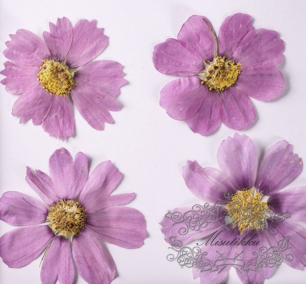 12 PCS Set (5-12CM) Pressed Dried Flower Cosmos, Flat Pressed Cosmos Flowers, Real Pressed Purple Flowers, Preserved Dried Purple Flowers