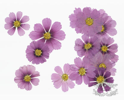 12 PCS Set (5-12CM) Pressed Dried Flower Cosmos, Flat Pressed Cosmos Flowers, Real Pressed Purple Flowers, Preserved Dried Purple Flowers