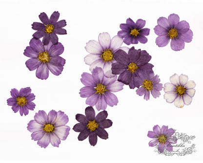 12 PCS Set (4-12CM) Pressed Cosmos Dried Flower, Mixed Dried Cosmos, Pressed Large Flowers, Flat Pressed Flowers, Preserved Cosmos Flowers