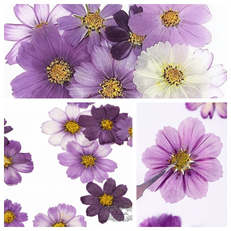 12 PCS Set (4-12CM) Pressed Cosmos Dried Flower, Mixed Dried Cosmos, Pressed Large Flowers, Flat Pressed Flowers, Preserved Cosmos Flowers