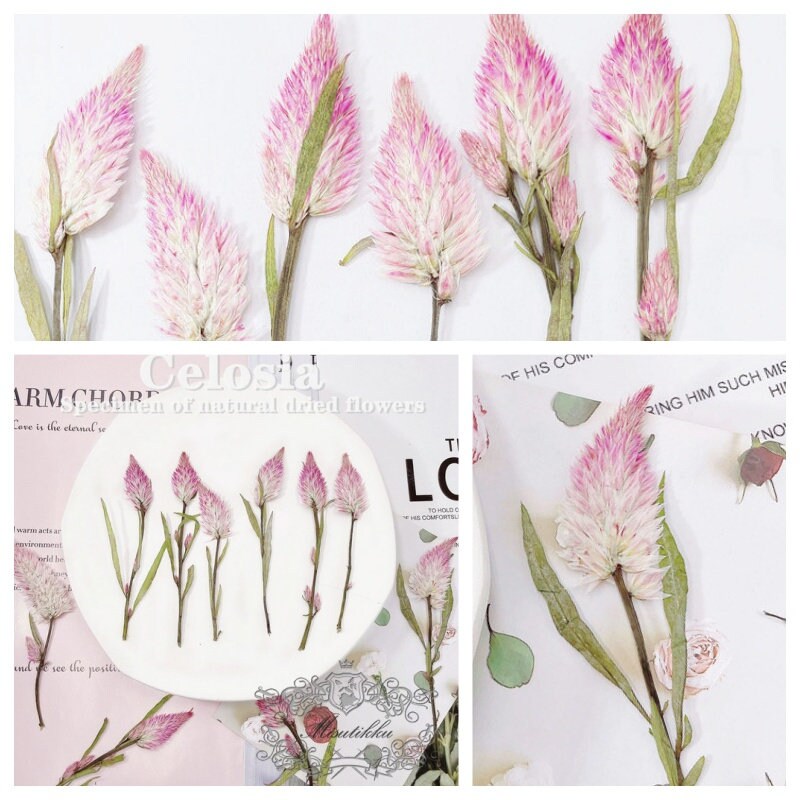 12 PCS Set (6-9CM) Dried Pressed Flower with Stems, Real Pressed Pink Flower, Pink Pressed Dried Flowers, Preserved Dried Flat Flowers