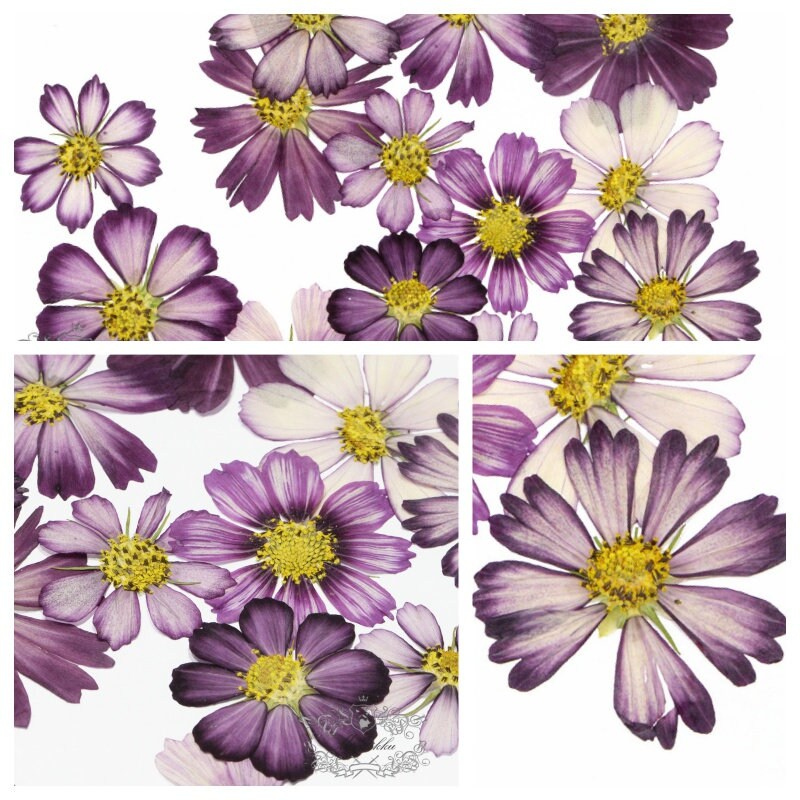 12 PCS Set (3-12CM) Pressed Dried Cosmos Flower, Pressed Cosmos Flowers, Flat Pressed Purple Flowers, Preserved Dried Real Purple Flowers