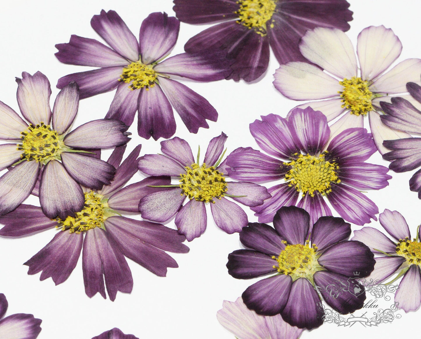 12 PCS Set (3-12CM) Pressed Dried Cosmos Flower, Pressed Cosmos Flowers, Flat Pressed Purple Flowers, Preserved Dried Real Purple Flowers