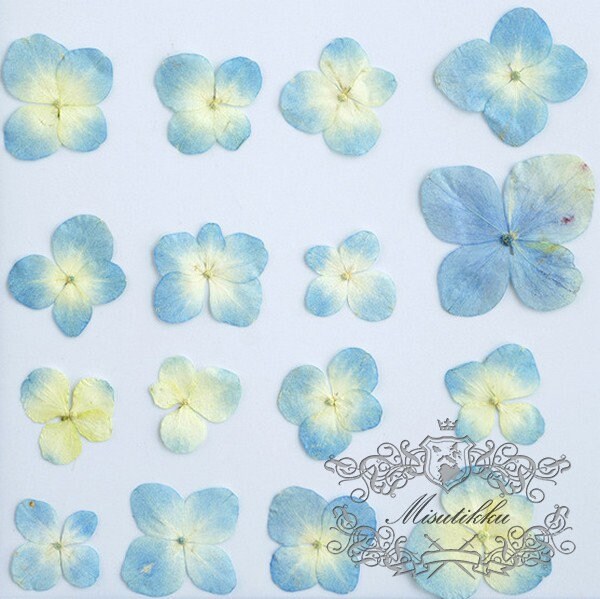 20 PCS Set (2.5-3.5CM) Pressed Dried Hydrangea Flower, Blue Pressed Hydrangea Flower, Preserved Real Dried Flowers, Pressed Blue Flat Flower