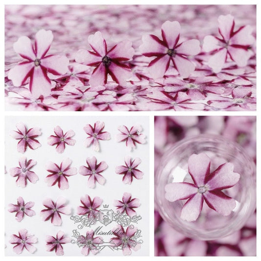 12 PCS Set (1-2CM) Pressed Dried Pink Flowers, Pressed Verbena Flowers, Small Flat Pressed Pink Flowers, Preserved Tiny Dried Pressed Flower