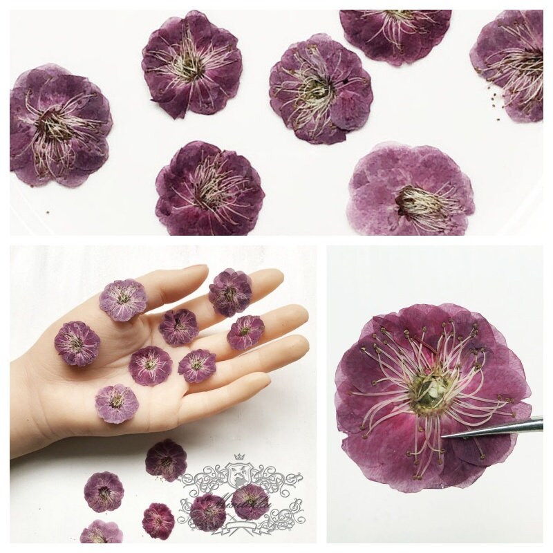 20 PCS Set (2.5-3.5CM）Pressed Dried Flower, Flat Dried Cherry Blossom Flowers, Dried Sakura Flowers, Real Pressed Cherry Blossom Flower,