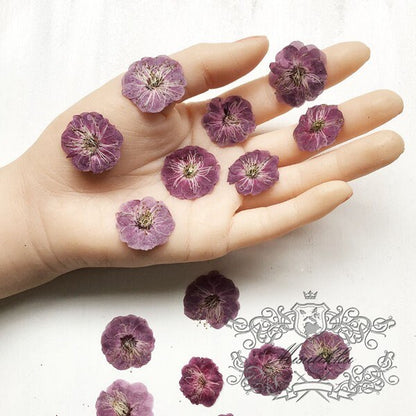 20 PCS Set (2.5-3.5CM）Pressed Dried Flower, Flat Dried Cherry Blossom Flowers, Dried Sakura Flowers, Real Pressed Cherry Blossom Flower,