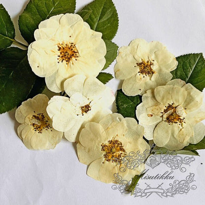 20 PCS/Set (5-7CM) Pressed White Roses Flowers, Pressed Rose Flowers, Real Ivory White Flat Rose, Pressed Dried White Roses For Wedding