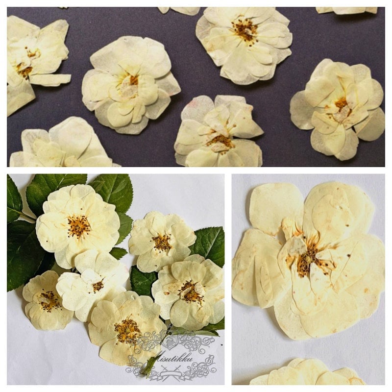 20 PCS/Set (5-7CM) Pressed White Roses Flowers, Pressed Rose Flowers, Real Ivory White Flat Rose, Pressed Dried White Roses For Wedding