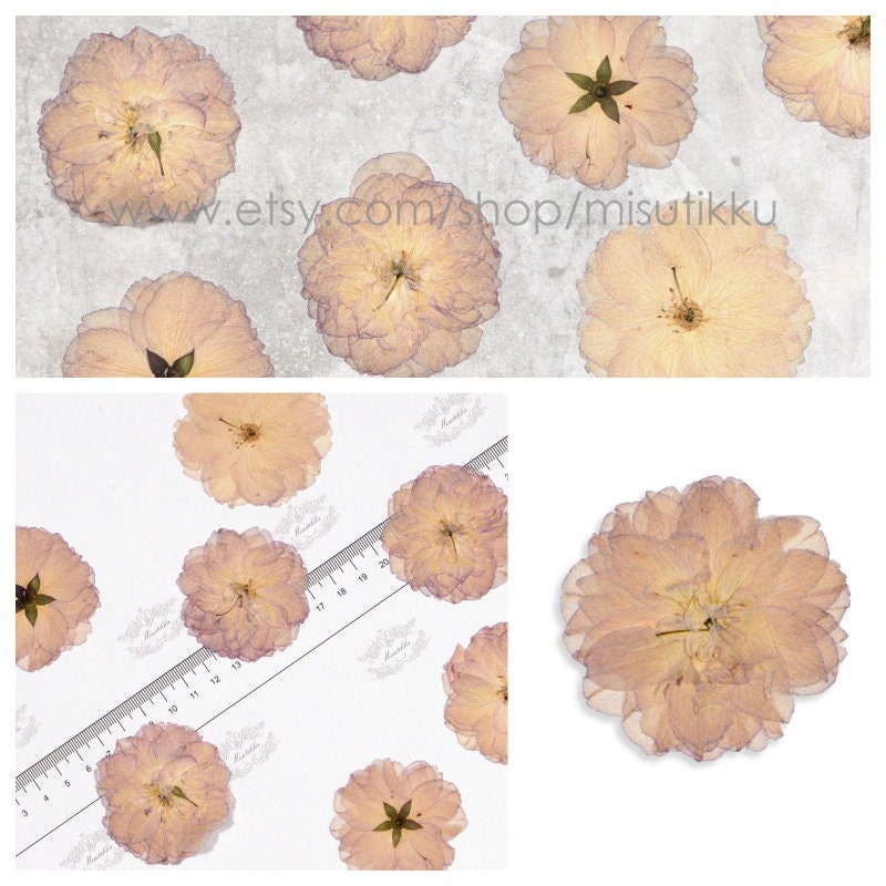 20 PCS Set (5-7CM) Pressed Rose Flowers, Real Pressed Roses Dried Flowers, Pressed Dried Flat Flowers, Preserved Rose Real Dried Flower