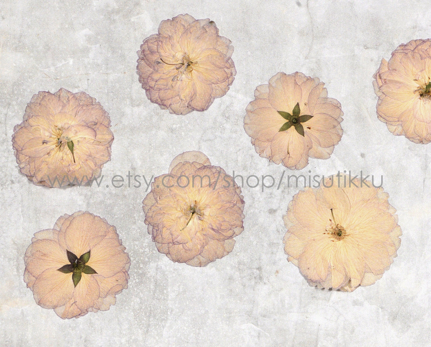 20 PCS Set (5-7CM) Pressed Rose Flowers, Real Pressed Roses Dried Flowers, Pressed Dried Flat Flowers, Preserved Rose Real Dried Flower