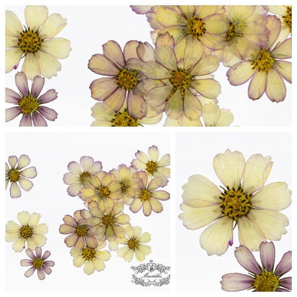 20 PCS Set (4-15CM) Real Pressed Flower Cosmos, Pressed Dried Cosmos Flowers, Flat Purple Pressed Flowers, Preserved Dried Purple Flowers