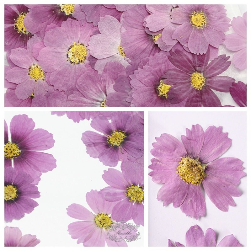 20 PCS Set (4-15CM) Real Pressed Flower Cosmos, Pressed Dried Cosmos Flowers, Flat Purple Pressed Flowers, Preserved Dried Purple Flowers