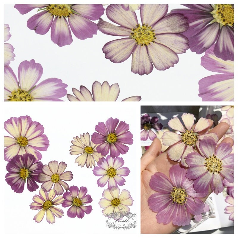 20 PCS Set (4-15CM) Real Pressed Flower Cosmos, Pressed Dried Cosmos Flowers, Flat Purple Pressed Flowers, Preserved Dried Purple Flowers