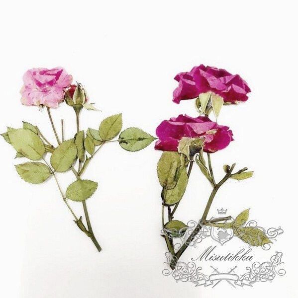 6 PCS Set (6-10CM) Dried Pressed Flowers, Pink Rose Stems, Real Pressed Flowers Rose Buds, Preserved Flowers Stems, Rea Dried Rose Stems