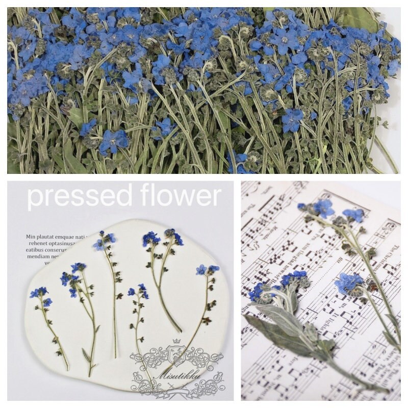 20 PCS Set (7-9CM) Dried Pressed Flowers Forget Me nots, Flat Pressed Forget Me nots Flower Real Dark Blue Dried Forget me nots Flower Stems