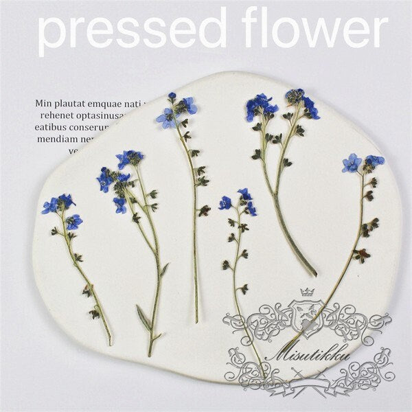 20 PCS Set (7-9CM) Dried Pressed Flowers Forget Me nots, Flat Pressed Forget Me nots Flower Real Dark Blue Dried Forget me nots Flower Stems