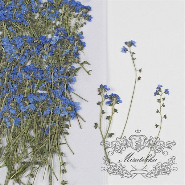 20 PCS Set (7-9CM) Dried Pressed Flowers Forget Me nots, Flat Pressed Forget Me nots Flower Real Dark Blue Dried Forget me nots Flower Stems