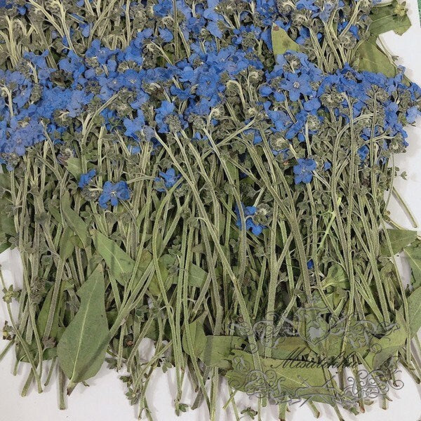 20 PCS Set (7-9CM) Dried Pressed Flowers Forget Me nots, Flat Pressed Forget Me nots Flower Real Dark Blue Dried Forget me nots Flower Stems