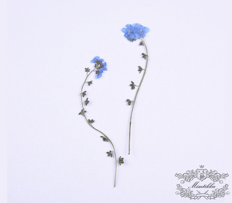 12 PCS Set (7-12CM) Pressed Flower Forget Me nots Stems, Flat Dried Flowers Forget Me nots Flowers, Real Light Blue Pressed Forget me nots